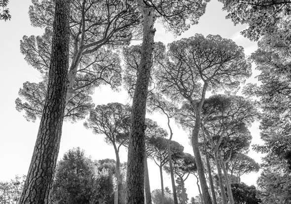 Roman trees